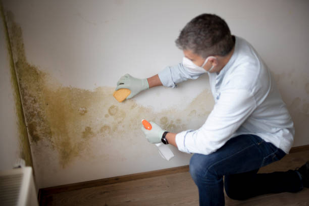 Best Black Mold Removal  in Richwood, OH