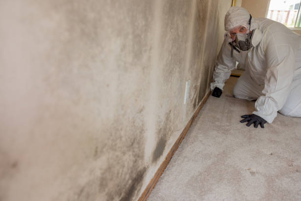 Reliable Richwood, OH Mold Removal Solutions